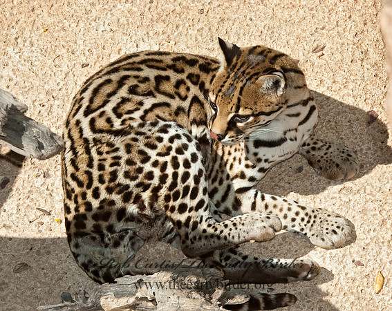 Leopardus pardalis  OCELOT  5005645z
