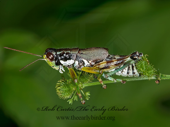 Melanoplus viridipes grp  GREEN-LEGGED GRASSHOPPER  8033080z