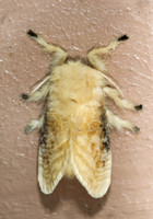 Megalopyge crispata BLACK-WAVED FLANNEL MOTH 7002989z