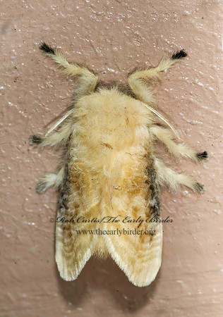 Megalopyge crispata  BLACK-WAVED FLANNEL MOTH 7002989z