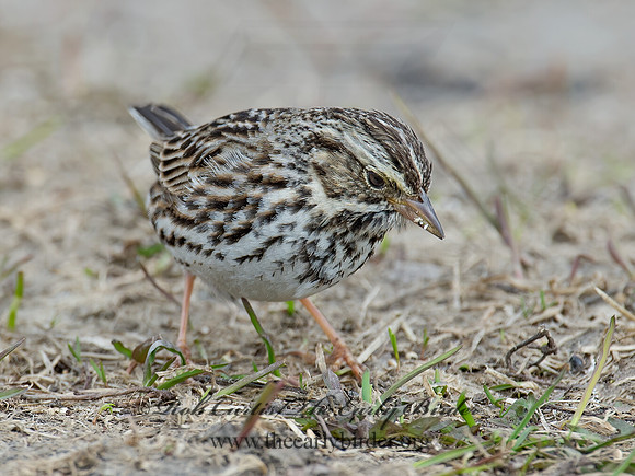Passerculus sandwichensis  SAVANNAH SPARROW 9020958z