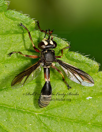 Physocephala furcillata  THICK-HEADED FLY 9032736z