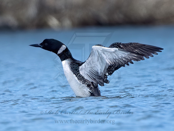 Gavia immer COMMON LOON 9075644z