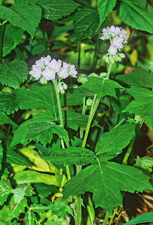 Hydrophyllum appendiculatum  APPENDAGED WATERLEAF 282521z