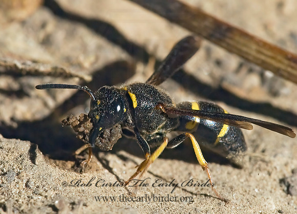 Ancistrocerus adiabatus 6028009z