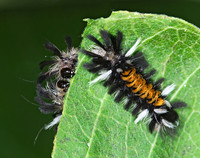 Euchaetes egle MILKWEED TUSSOCK MOTH 6011168z