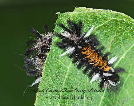 Euchaetes egle MILKWEED TUSSOCK MOTH 6011168z