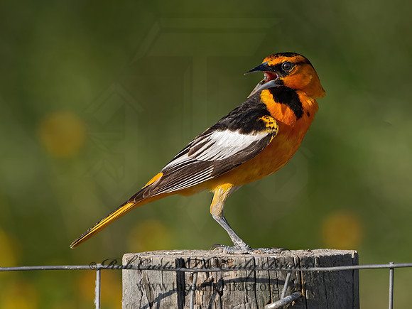 Icterus bullockii  BULLOCK'S ORIOLE 3032360z