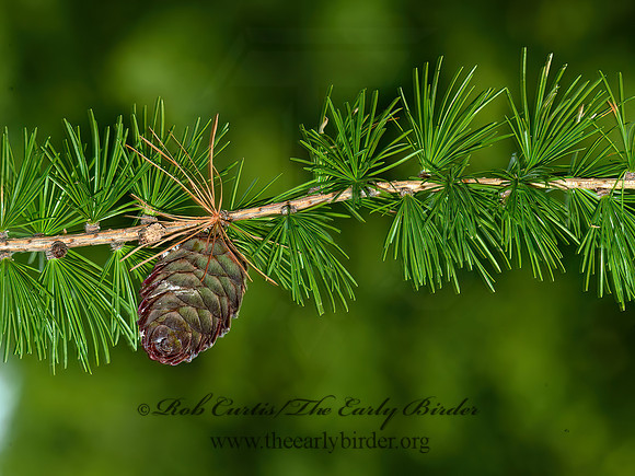 Larix decidua  EUROPEAN LARCH 5009112z