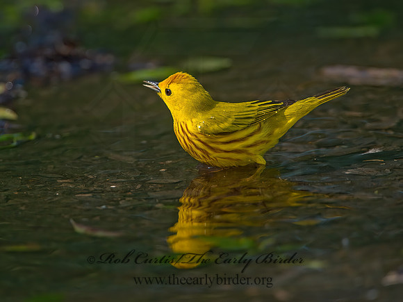 Setophaga petechia  YELLOW WARBLER 9046461z