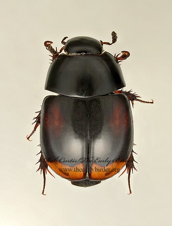 Sphaeridium scarabaeoides 9019468z