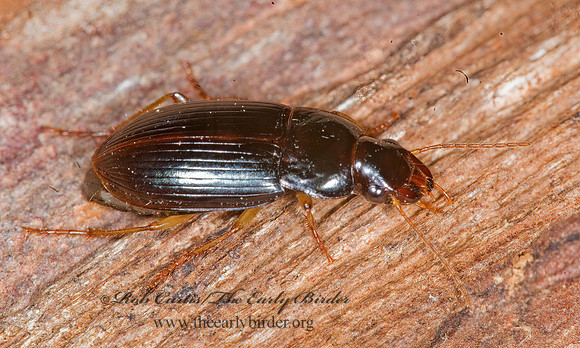 Notiobia (Anisotarsus) sayi 6017198z