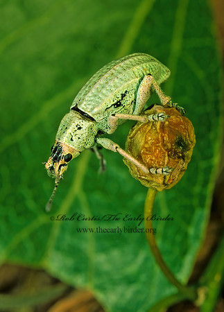 Compsus auricephalus 70424z