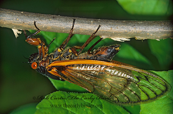 Magicicada septendecim  17-YEAR CICADA 41633z