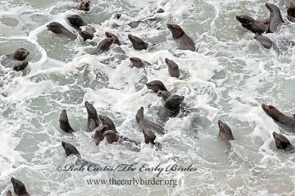 Zalophus californianus  CALIFORNIA SEA LION 8019735z