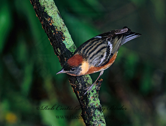 Setophaga castanea  BAY-BREASTED WARBLER 192614z