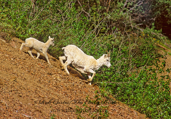 Ovis dalli  DALL SHEEP 235711z