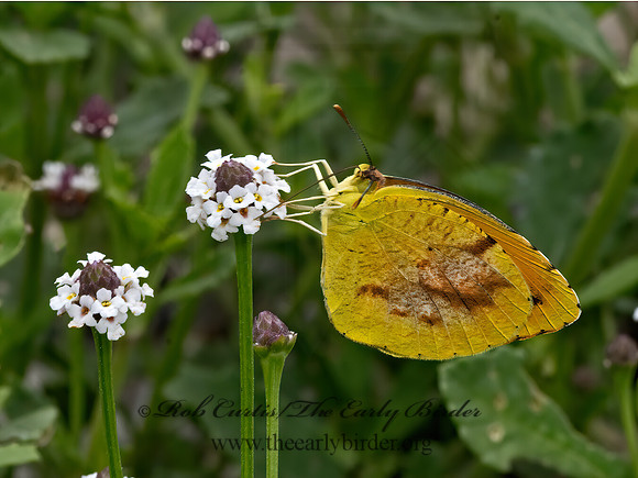 Eurema nicippe  SLEEPY ORANGE3039510z