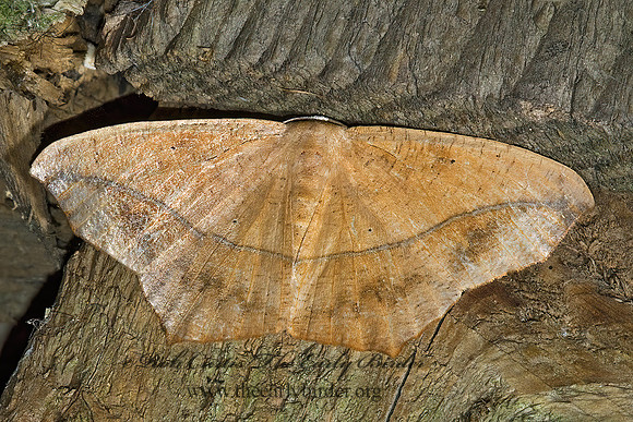 Prochoerodes lineola LARGE MAPLE SPANWORM 5002382z