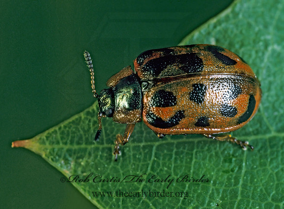 Chrysomela knabi~ 177807z
