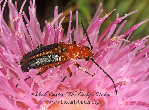 Nemognatha piazata or punctulata 248534z