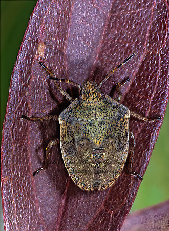 Euschistus  BROWN STINKBUG 304129z