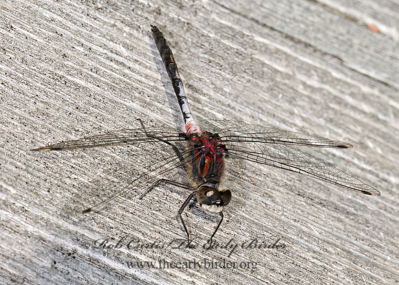 Leucorrhinia proxima BELTED WHITEFACE 9033993z