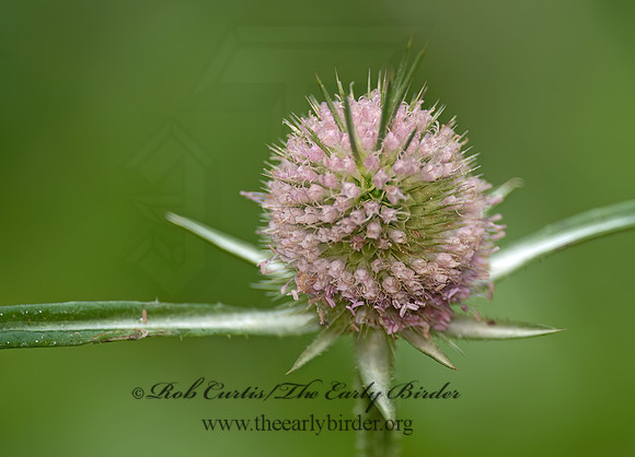 Dipsacus fullonum  WILD TEASEL 8026772z
