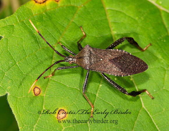 Acanthocephala terminalis 9003301z