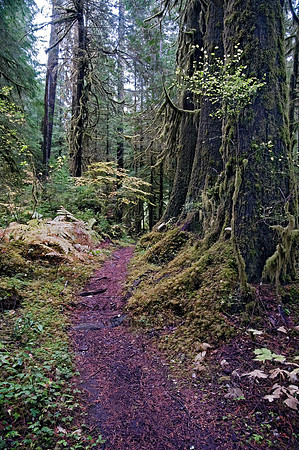 FOREST PATH   8019402z