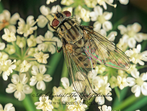 Graphomya  MUSCID FLY 179420z