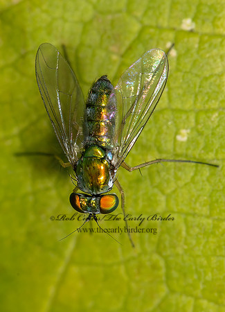 Condylostylus caudatus group  LONGLEGGED FLY 9014621z