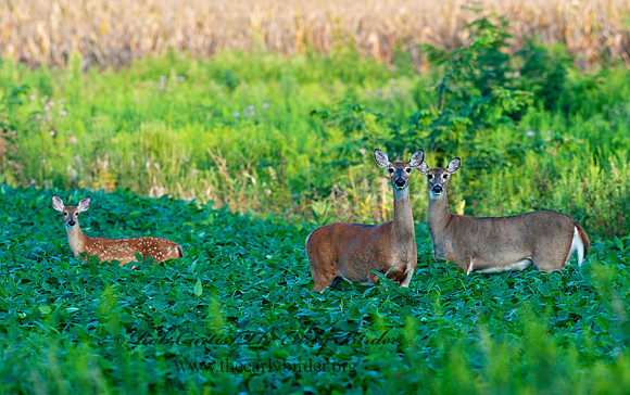 Odocoileus virginianus  WHITE-TAILED DEER  8023232z