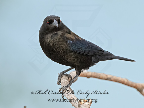 Molothrus aeneus  BRONZED COWBIRD 3034473z