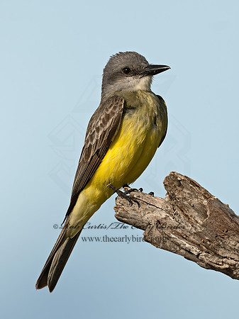 Tyrannus couchii  COUCH'S KINGBIRD 3035959z