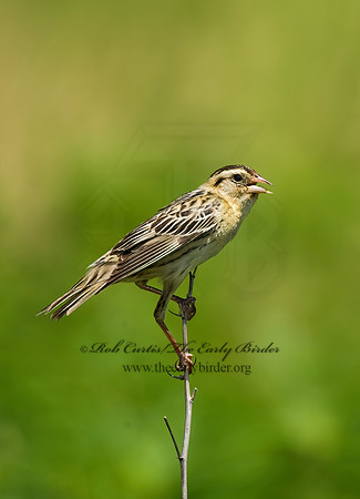 Dolichonyx oryzivorus  BOBOLINK 8005601z