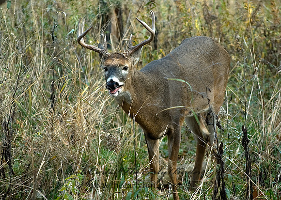 Odocoileus virginianus  WHITE-TAILED DEER 5017107z