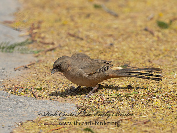 Melozone aberti  ABERT'S TOWHEE 9056892 copyz