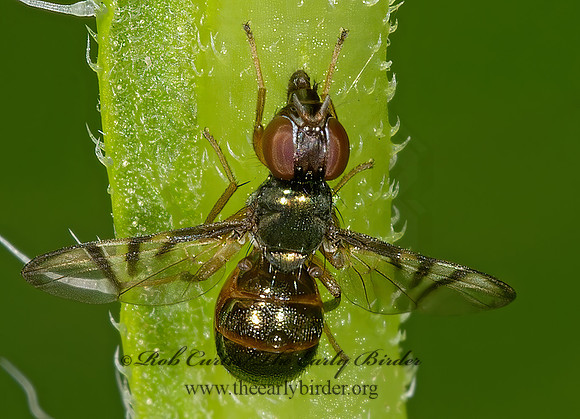 Rivellia SIGNAL FLY 9013664z