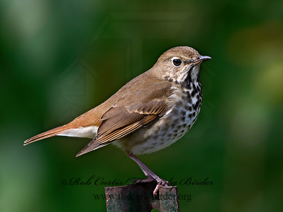 Catharus guttatus  HERMIT THRUSH 127535z