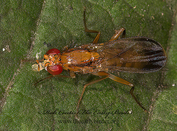 Clusia lateralis  CLUSIID FLY 9041327z