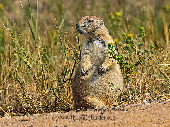 Cynomys ludovicianus  BLACK-TAILED PRAIRIE DOG 6036689z