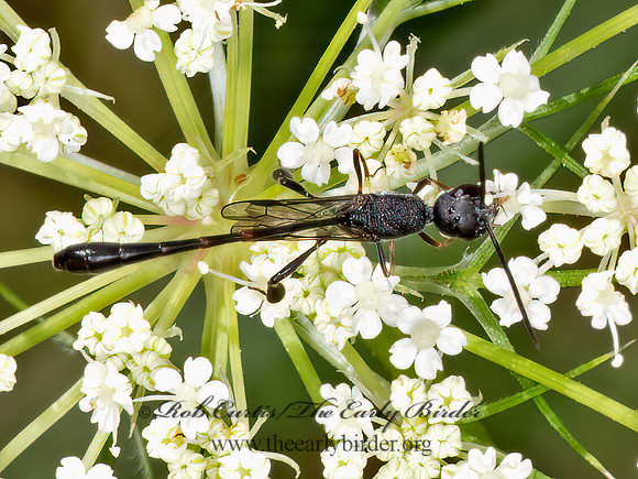 Gasteruption  GASTERUPTIID WASP 3022685z