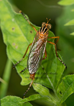 Diogmites neoternatus  HANGING-THIEF 9040202z