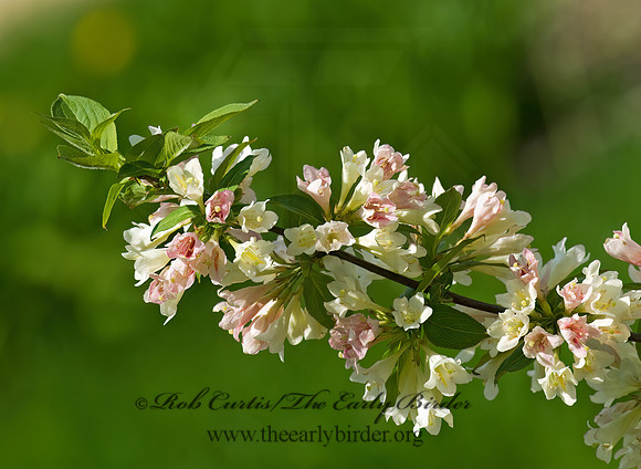 Weigela  OLD FASHIONED WEIGELA 7016426z