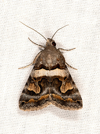 Bulia deducta  DEDUCED GRAPHIC 3038147z