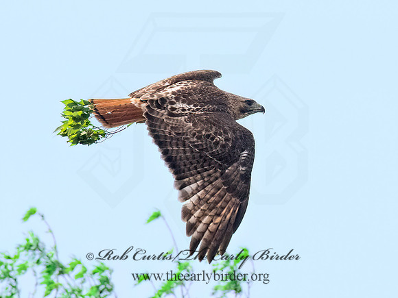 Buteo jamaicensis  RED-TAILED HAWK 9068798z