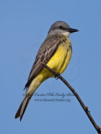 Tyrannus couchii  COUCH'S KINGBIRD 3035971z