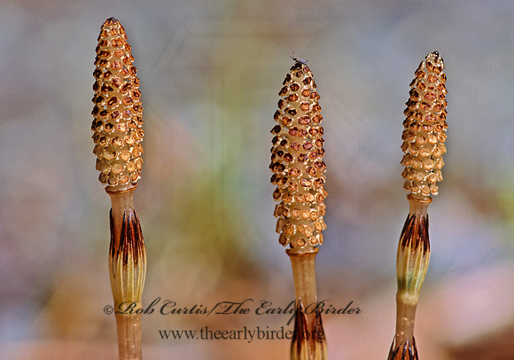Equisetum arvense  COMMON HORSETAIL 229314z