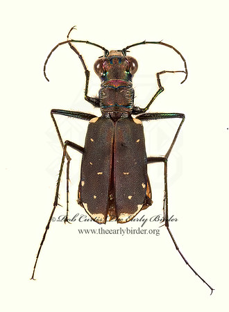 Cicindela rufiventris 9015903z